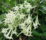 Hasnuhana Plant | Night Jasmine | Strong Fragrance Flower Plant
