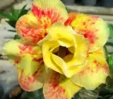 Adenium Yellow–Red Splash | Premium Grafted Desert Rose Plant
