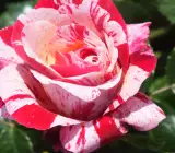 Abracadabra Rose | Rare Striped Grafted Rose Plant
