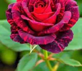 Variegated Red Rose Plant | Rare Striped Rose | Premium Fragrant Hybrid