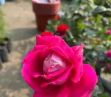 Hybrid Tea Pink Rose Plant | Big Pink Blooms | Premium Fragrant Flower