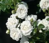 White Climbing Rose Plant | Fragrant White Flower | Fast-Growing Climber