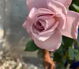 Light Pink Rose Plant | Hybrid Tea Rose | Premium Fragrant Grafted Flower
