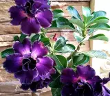 Black-Purple Adenium Plant | Rare Grafted Desert Rose | Double Premium Variety