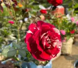 Variegated Striped Red Rose Plant | Rare Grafted Rose | Premium Fragrant Hybrid