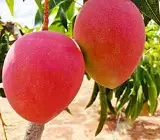 Miyazaki Mango Plant | Premium Ruby-Red Mango | Exclusive Grafted Exotic Variety