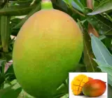 Suvarnarekha Mango Plant | Sweet Yellow Mango | Premium Grafted Hybrid