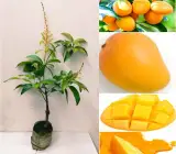Thai All-Time Mango Plant | Year-Round Sweet Mango | Premium Grafted Hybrid