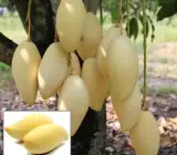 Doc Mai Mango Plant | Sweet Thai Mango | Premium Grafted Hybrid