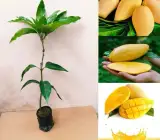 Doc Mai Mango Plant | Sweet Thai Mango | Premium Grafted Hybrid
