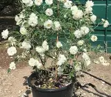White Climbing Rose Plant | Fragrant White Flower | Fast-Growing Climber