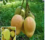 Bari 11 Mango Plant | Sweet Bangladeshi Mango | Premium Grafted Hybrid