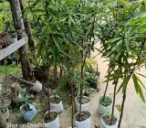 Suvarnarekha Mango Plant | Sweet Yellow Mango | Premium Grafted Hybrid