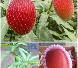 Miyazaki Mango Plant | Premium Ruby-Red Mango | Exclusive Grafted Exotic Variety