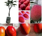 Palmer Red Mango Plant | Sweet Red-Blush Mango | Premium Grafted Hybrid