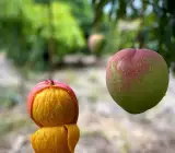 Apple Mango Plant | Sweet Crispy Mango | Premium Grafted Hybrid