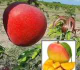 Apple Mango Plant | Sweet Crispy Mango | Premium Grafted Hybrid