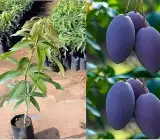 Palmer Mango Plant | Large Sweet Mango | Premium Grafted Hybrid