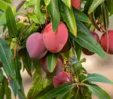 Palmer Red Mango Plant | Sweet Red-Blush Mango | Premium Grafted Hybrid