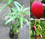 Miyazaki Mango Plant | Premium Ruby-Red Mango | Exclusive Grafted Exotic Variety