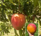 Apple Mango Plant | Sweet Crispy Mango | Premium Grafted Hybrid