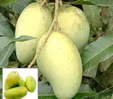 Vastara Mango Plant (Grafted)