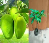 Vietnam All-Time Mango Plant | Sweet Year-Round Mango | Premium Grafted Hybrid