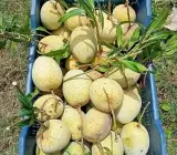 Gouromati Mango Plant | Sweet Bengali Mango | Premium Grafted Hybrid