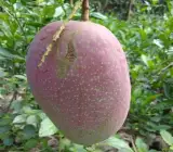 Katimon Mango Plant | Sweet–Sour Thai Mango | Premium Grafted Hybrid