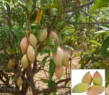 Totapuri Mango Plant | Tangy-Sweet Parrot Mango | Premium Grafted Hybrid