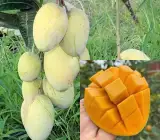 Gouromati Mango Plant | Sweet Bengali Mango | Premium Grafted Hybrid