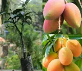 Amrapali Mango Plant | Super-Sweet Fibreless Mango | Premium Grafted Hybrid