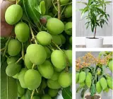 Vietnam All-Time Mango Plant | Sweet Year-Round Mango | Premium Grafted Hybrid
