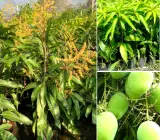 Vastara Mango Plant (Grafted)