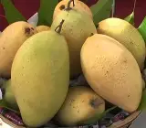Vietnam All-Time Mango Plant | Sweet Year-Round Mango | Premium Grafted Hybrid