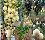Gouromati Mango Plant | Sweet Bengali Mango | Premium Grafted Hybrid