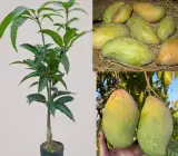 Totapuri Mango Plant | Tangy-Sweet Parrot Mango | Premium Grafted Hybrid