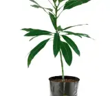 Kohitur Mango Plant | Rare Premium Sweet Mango | Exclusive Grafted Hybrid