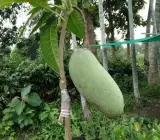 Brunei King Mango Plant | 3–4 KG Giant Sweet Mango | Premium Grafted Hybrid