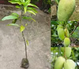 Katimon Mango Plant | Sweet–Sour Thai Mango | Premium Grafted Hybrid