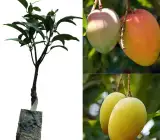 Dasheri Mango Plant | Sweet North Indian Mango | Premium Grafted Hybrid