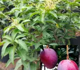 Thai Baromasi Mango Plant | All-Season Sweet Mango | Premium Grafted Hybrid
