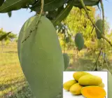 Dasheri Mango Plant | Sweet North Indian Mango | Premium Grafted Hybrid
