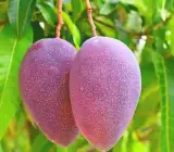 Thai Baromasi Mango Plant | All-Season Sweet Mango | Premium Grafted Hybrid