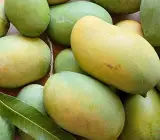 Kothapalli Kobbari Mango Plant | Sweet Coconut-Flavour Mango | Premium Grafted Hybrid