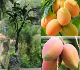Chinna Rasalu Mango Plant | Extra-Sweet Juicy Mango | Premium Grafted Hybrid