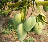Thai Dwarf All-Time Sour Mango Plant | Year-Round Tangy Mango | Premium Grafted Hybrid
