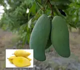Three Taste Mango Plant | Sweet–Sour–Tangy Mango | Premium Grafted Hybrid