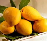 Sita Bhog Mango Plant | Super-Sweet Fibreless Mango | Premium Grafted Hybrid