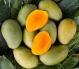 Sita Bhog Mango Plant | Super-Sweet Fibreless Mango | Premium Grafted Hybrid